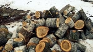 Древесина тополя имеет самую низкую температуру горения